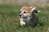 CORGI PEMBROKE 1154